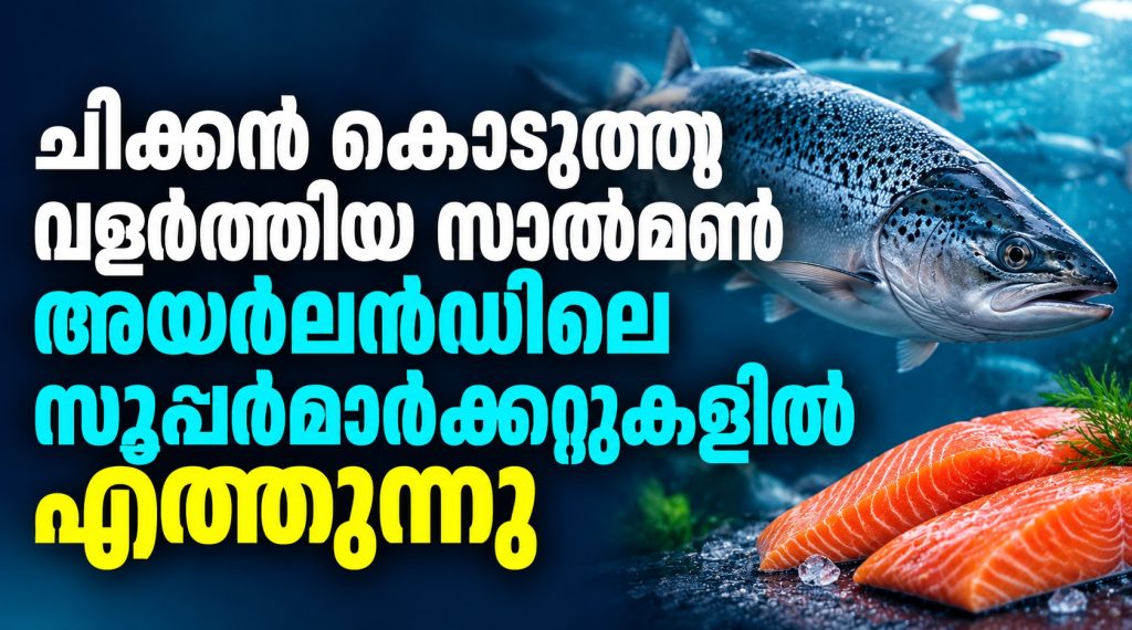 ചിക്കൻ കൊടുത്തു വളർത്തിയ സാൽമൺ അയർലൻഡിലെ സൂപ്പർമാർക്കറ്റുകളിൽ എത്തിയേക്കാം
