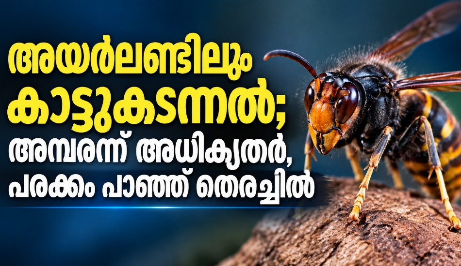 അയർലണ്ടിലും കാട്ടുകടന്നൽ; അമ്പരന്ന് അധികൃതർ, പരക്കം പാഞ്ഞ് തിരച്ചിൽ